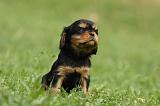 CAVALIER KING CHARLES 570